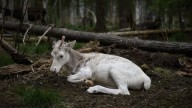 La vida de los pastores sami en Suecia está pendiente de los planes para extraer tierras raras