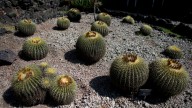 Mexico's cherished biznaga cactus is on verge of extinction : NPR