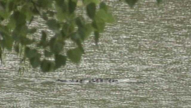 Apparent human bones found inside alligator in Lacombe