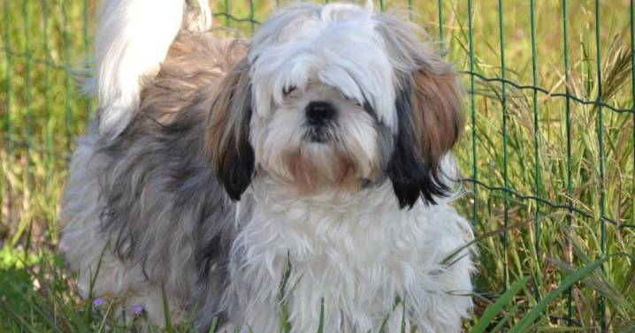 If Shih Tzus Could Text: 7 Messages Your Shih Tzu Would Send You Today