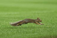 ‘Very mean squirrel’ has sent at least 2 people to the ER in this California city