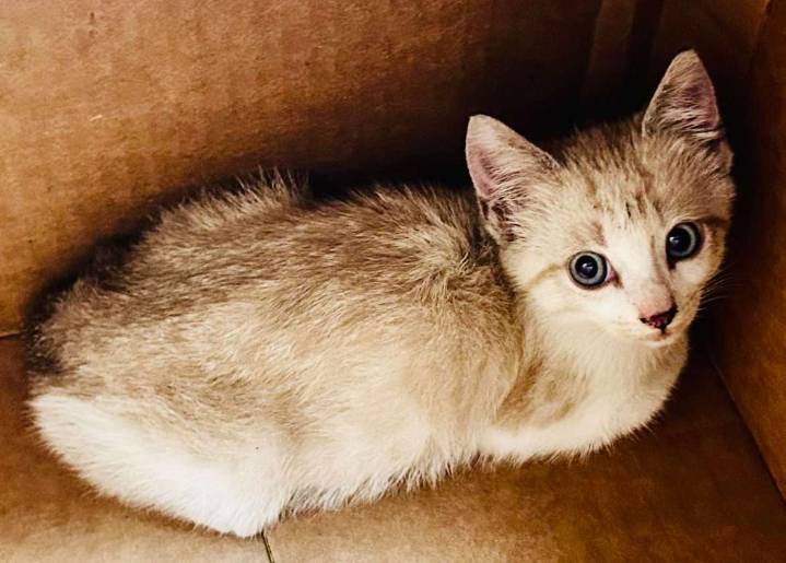 Jones County Deputy Rescues Kitten from Car Engine