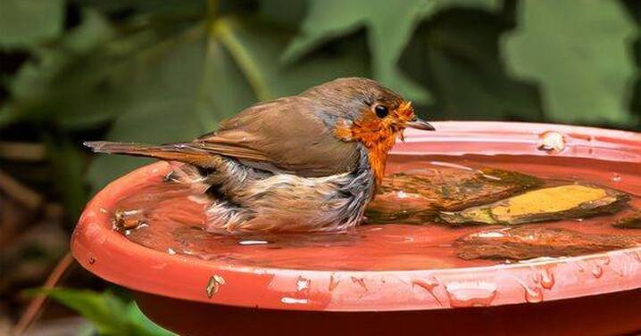 Keep robins in your garden by leaving out this 1 kitchen staple