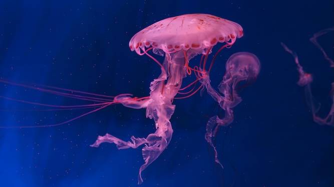 Your astrological week ahead for September 20th, with Psychic Bob