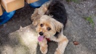 Morkie: A Maltese and Yorkshire Terrier Mix, Not a Beloved Alien