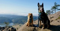 Why New Jersey's Dog Laws Could Affect Owners This Fall