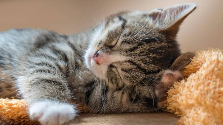 Cómo cuidar a un cachorro de gato recién adoptado, según especialistas en felinos