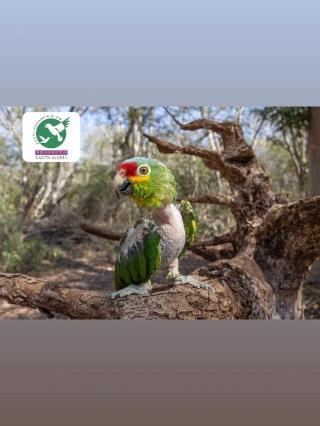Loros, víctimas frecuentes del tráfico ilegal de vida silvestre en Yucatán