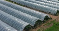 Extra fruit polytunnels allowed at farm