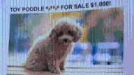 Cambridge warns residents about 'toy poodle' extortion scam