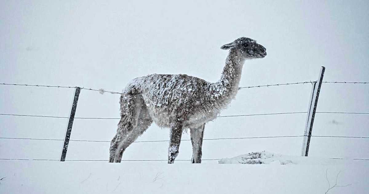 Mueren 27.000 guanacos por año en alambrados en Patagonia: un equipo trabaja por la protección