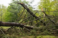 Students, volunteers to help replace trees lost in St. Charles tornado