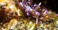 Rare sea creature spotted in UK for first time