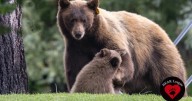 Lake Tahoe neighbors protest California plan to euthanize mother bear Hope after home break