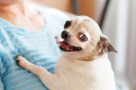 13 Insecure Dog Breeds In Need Of Constant Praise