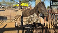 Court returns exotic animals in Rio Verde to man accused of neglect