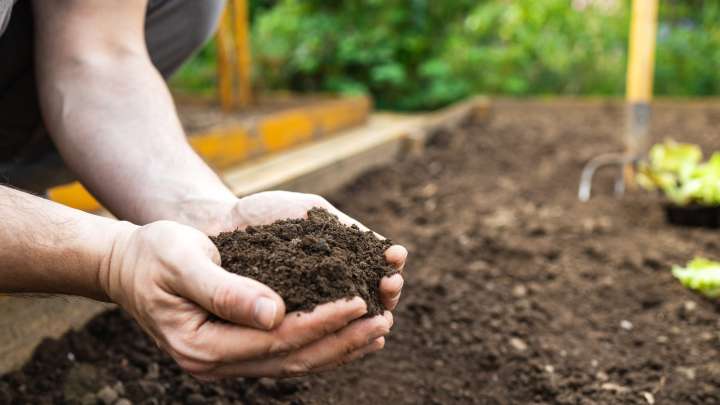 Soil Conditioner Vs. Fertilizer: How To Tell Which Is Best For Your Garden