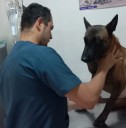 Ejército Nacional le salvó la vida a un canino atacado por una serpiente en el Guaviare