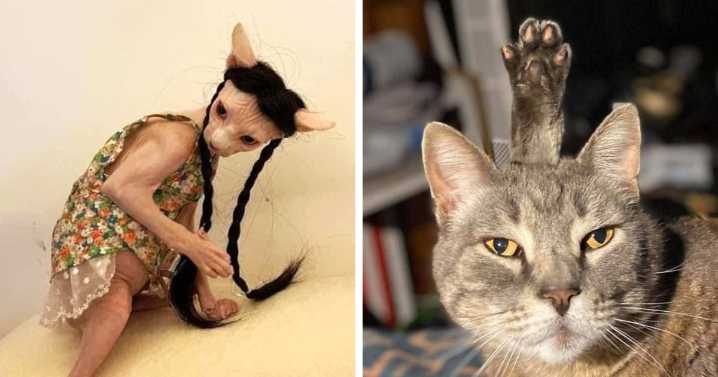 80 Pics That Prove Cats Might Actually Be Aliens