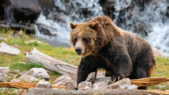 Bear Attacks Hiker At Yellowstone, Forcing Trail Closure