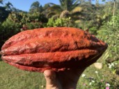 40 hectáreas de cacao están siendo cultivadas en tierras restituidas del Meta