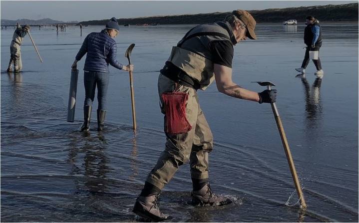 Fish & Wildlife announces a full season of razor clam digs