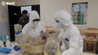 Investigaron el ADN de mamuts en México y llegaron a un descubrimiento nunca visto