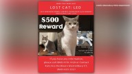 Katz Hardware shop cat found, returned after community outreach