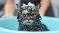 Por qué los gatos odian el agua, según una experta en comportamiento animal