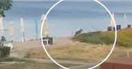 Tourists urged not to walk at night after wolf mauls girl, 5, at holiday resort