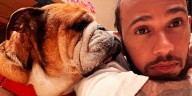 De qué murió Roscoe, el perro de Lewis Hamilton: “Perdí a mi mejor amigo”