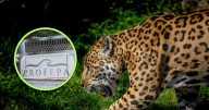 Jaguar en riesgo por perros y mapaches, Profepa creará Comité de Protección en Yucatán