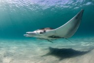 Florida suspends licenses for manta ray captures