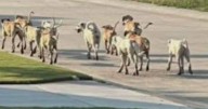 Pack of 30-40 roaming dogs raises safety concerns, Godley residents demand action