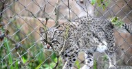 El gato montés, un felino que deja huella nacional