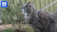 Mandatory containment not backed by NSW inquiry into cat populations