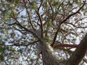 Learn how to find and measure Michigan’s oldest trees for conservation