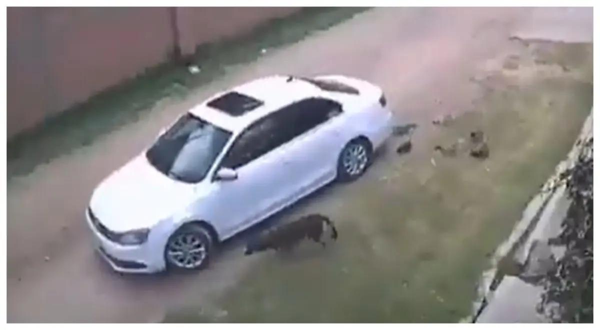 Sujeto es captado en video bajando de su carro y abandonando a una perrita y a sus cachorros en Aguascalientes