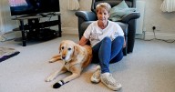 Ayrshire guide dog has toe amputated after stepping on broken glass