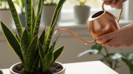 Cada cuánto hay que regar la lengua de suegra en primavera, según expertos en jardinería