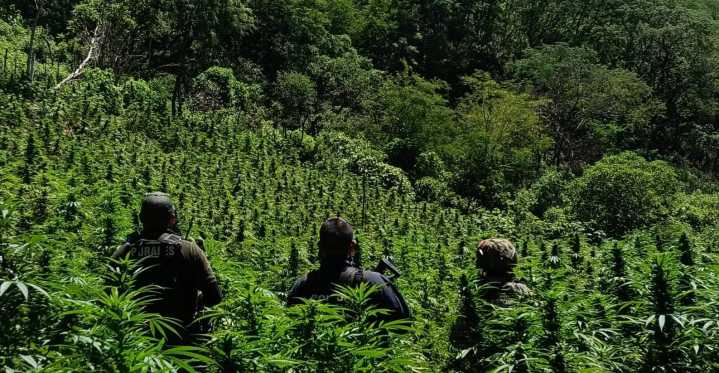 Destruye SSPE plantío de marihuana y neutraliza artefactos explosivos en el...