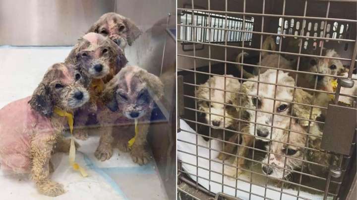 Alabama Puppies Were Abandoned And So Small That Nobody Could Tell Their True Breed
