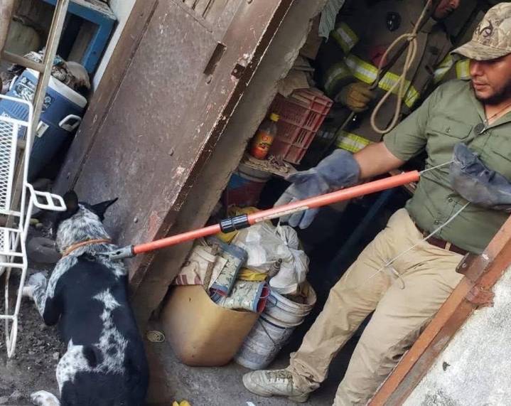 Perros atacan y matan a una bebé en Tamaulipas