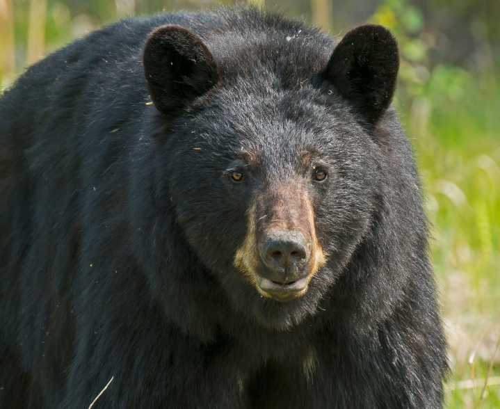 Black Bear Attacks Man Inside His NY Home