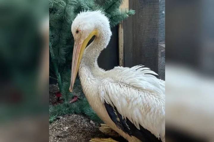 Living Sky Wildlife Rehab seeks fish donations for injured pelicans