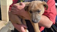 Minnesota Mechanic Opens Dumpster Backpack And Finds Something Heartbreaking Inside