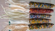 Can Multicolored Corn Be Cooked Just Like The Yellow Kind?