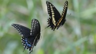 The Sweet-Smelling Perennial Plant That'll Have Butterflies Flocking To Your Garden