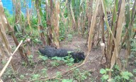 Envenenan y matan a más de 60 perros en Chiapas