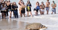 June Cleaver the loggerhead turtle is released into the ocean off Florida after rehab